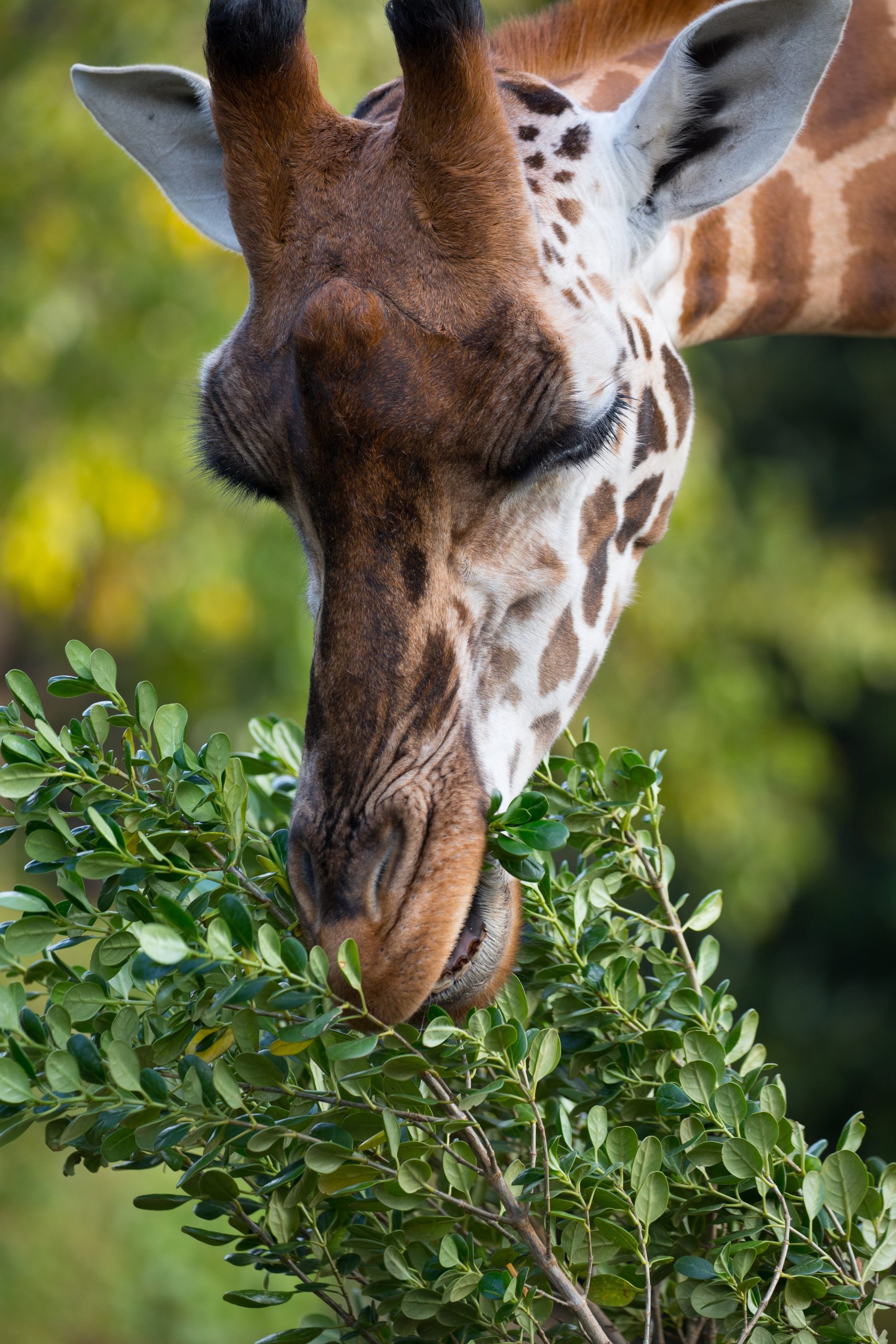 Normally f5.6 would give decent depth of field, but at this focus length you'll see that although the giraffes eyelashes are in sharp focus, it's nose has softened.  This quality of a long telephoto lens means you can get very good subject isolation without a large aperture.