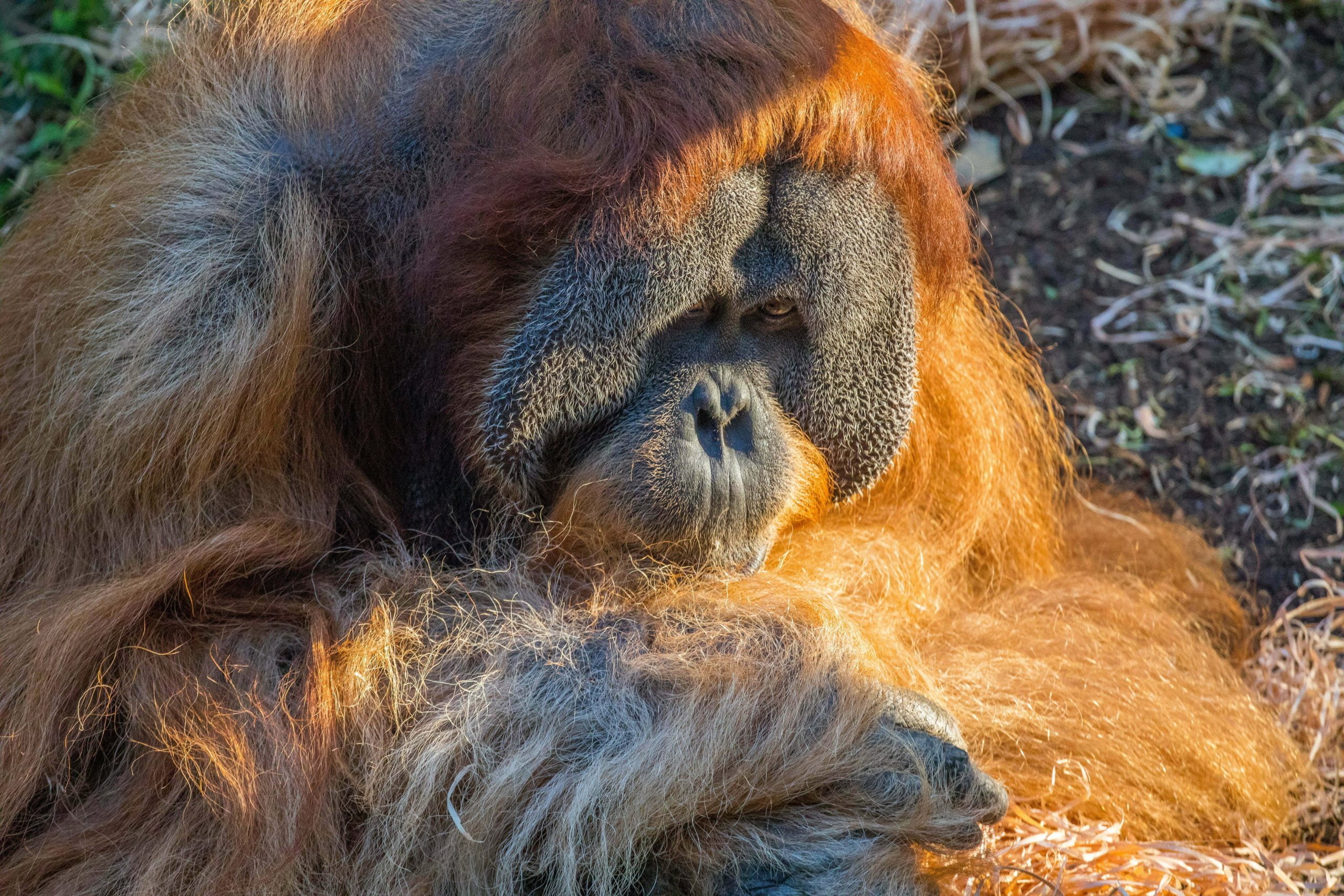 Even at iso 4000 the Canon 5D Mark IV has resolved every detail in this shot of an orangutan.  